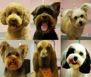 Professionally Groomed Dogs