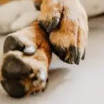 dog feet smell like corn chips