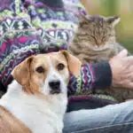 care-for-aging-pets