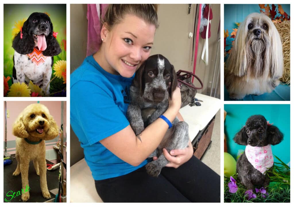 Professionally Groomed Dogs
