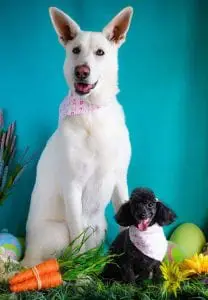 dog-grooming-easter