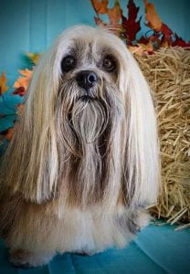 Groomed Dog