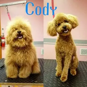 grooming-cody