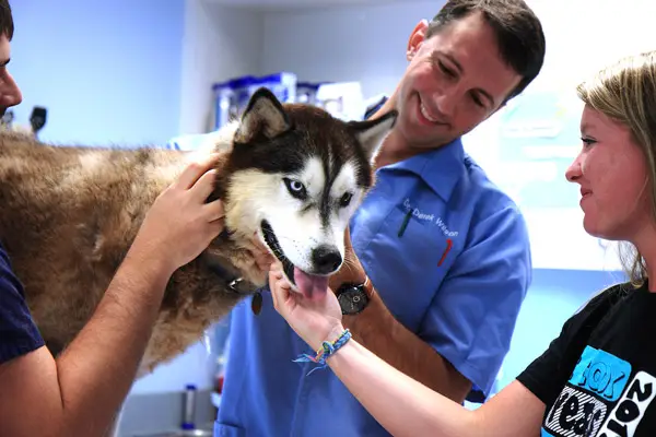 Veterinarian Examining Husky