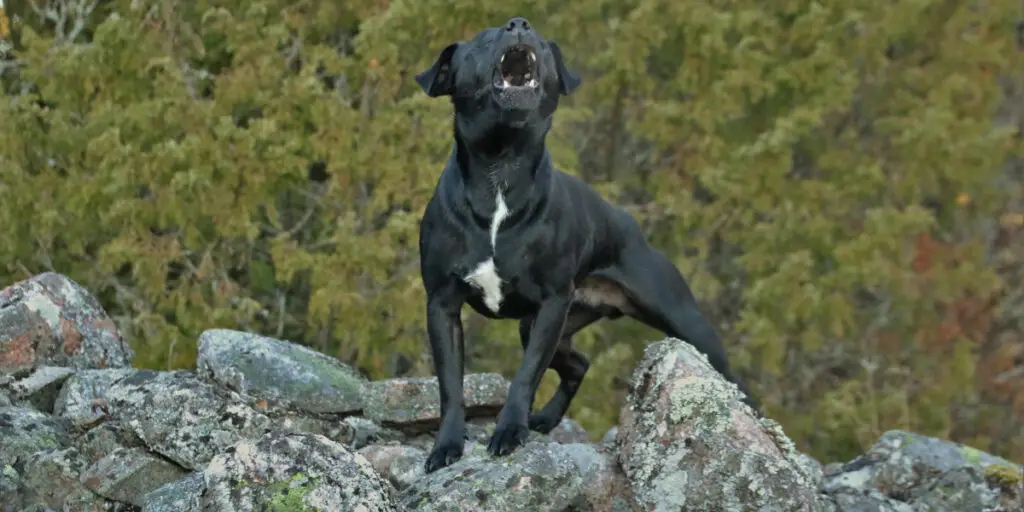 Old dog wont stop sales barking