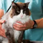 Animal Wellness Exam