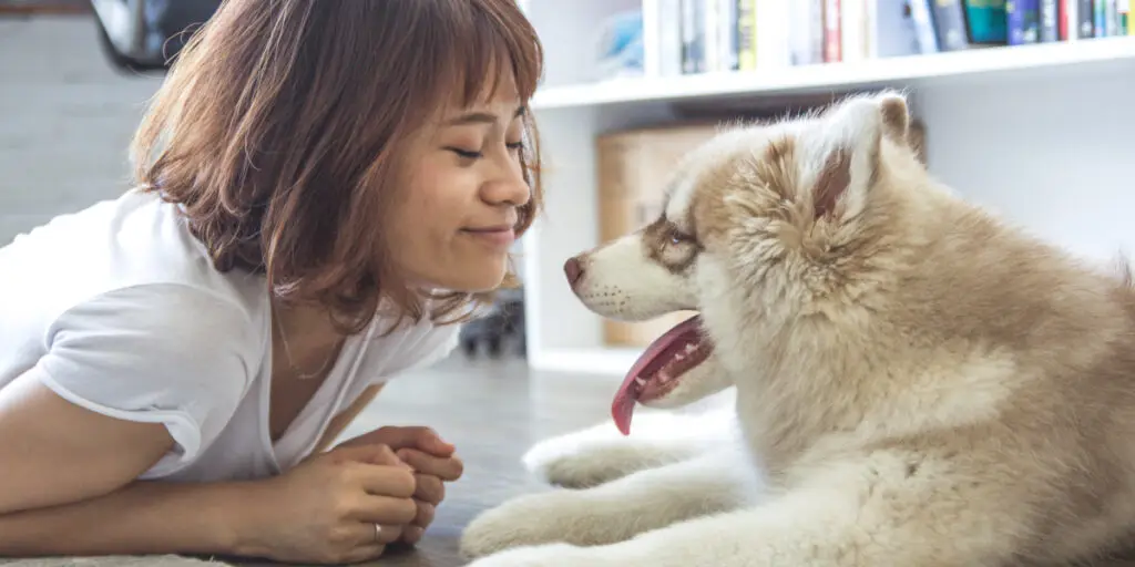 Prepping for Boarding your Pet