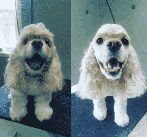 oldfarmgrooming10