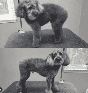 oldfarmgrooming3