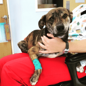 Animal Surgery Clinic | Frederick MD | Old Farm Vet Hospital Animal Surgery Clinic | Frederick MD | Old Farm Vet Hospital