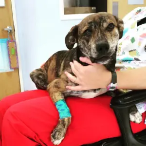 Dog After Leg Surgery