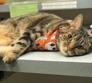 Cat Laying on Counter