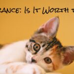 pet insurance