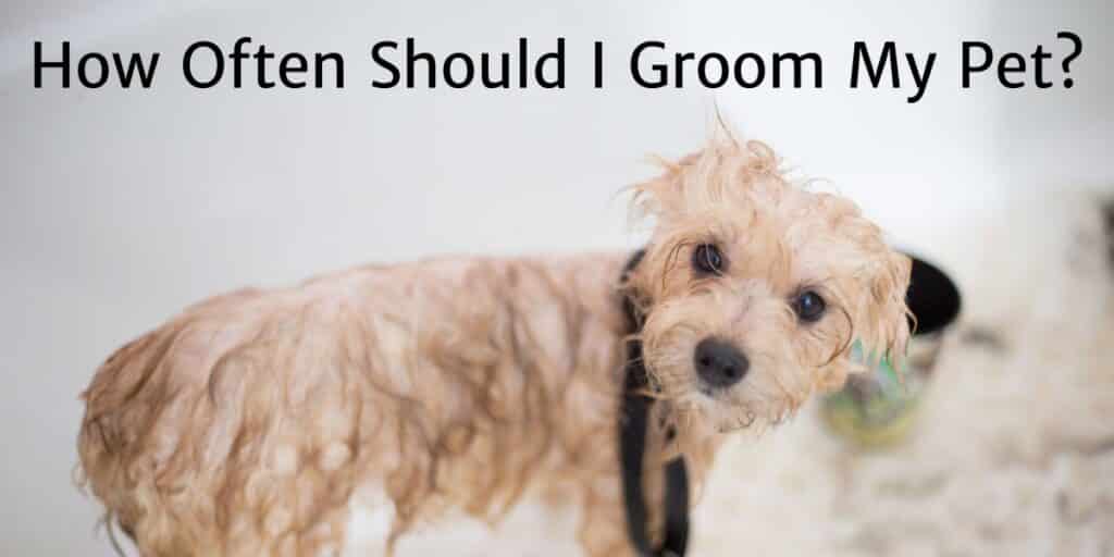 dog being bathed and groomed