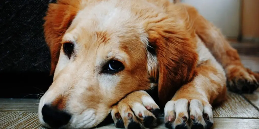 Golden Retriever Laying Down