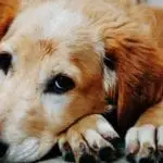 Golden Retriever Laying Down