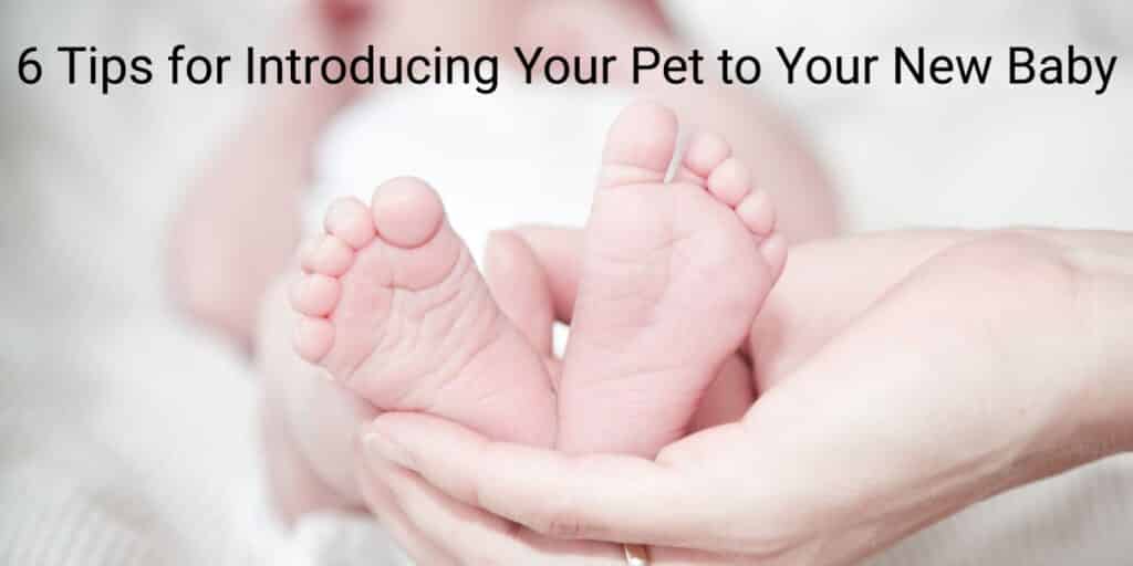 Baby feet being held