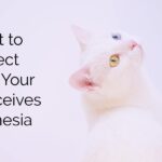 pets and anesthesia