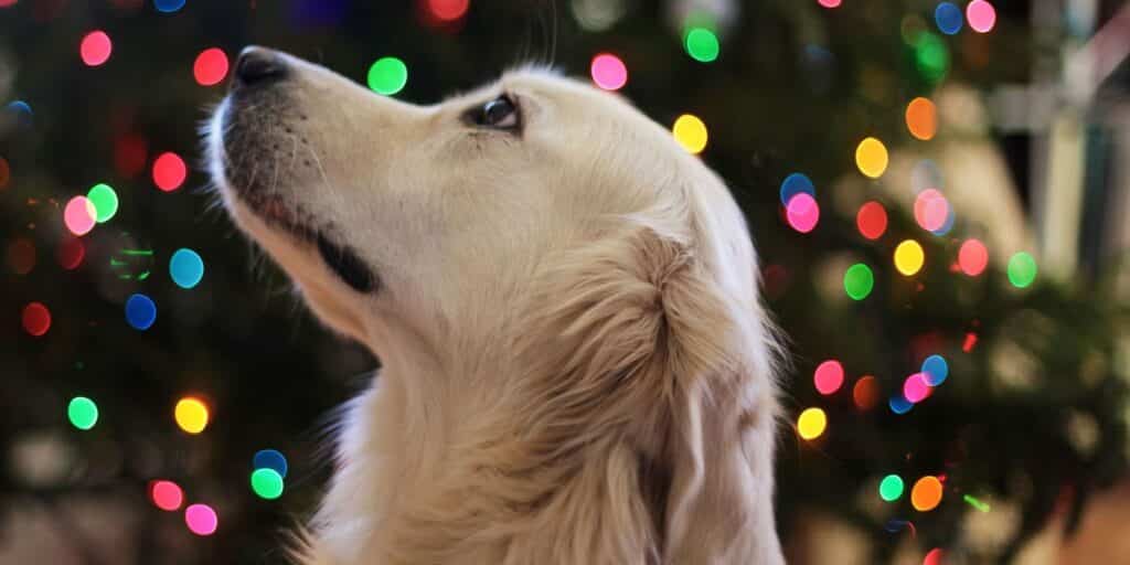 holiday gift guide for pets & owners