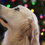 holiday gift guide for pets & owners