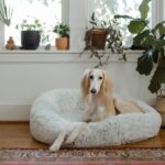 dog coping with schedule change