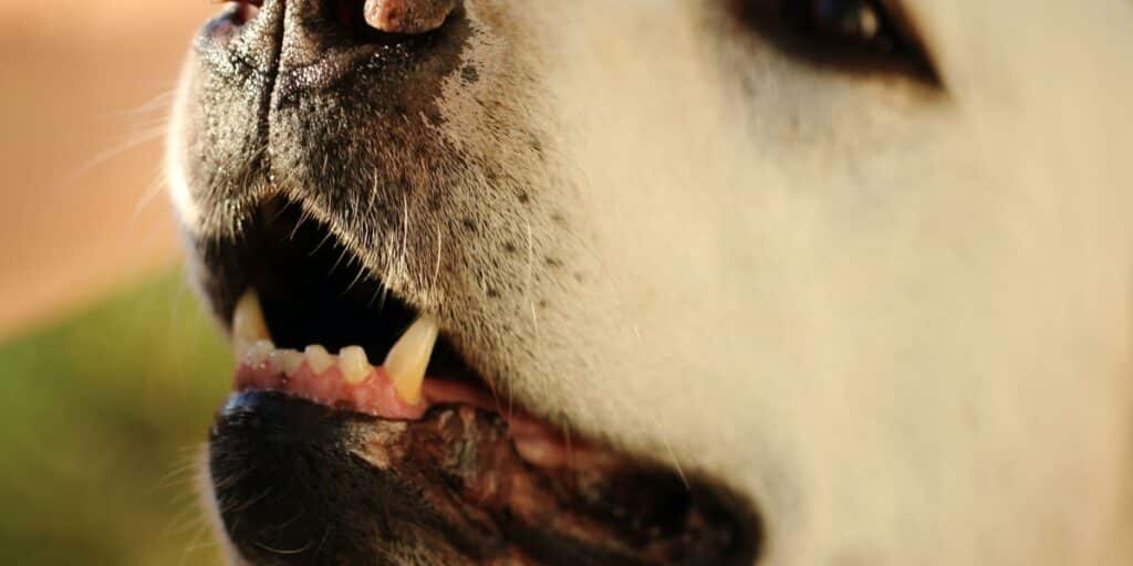 Dog dental health