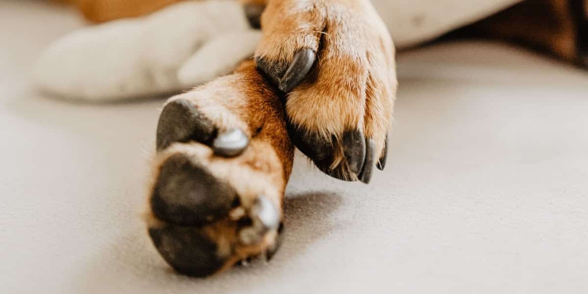 Why Do My Dog’s Feet Smell Like Corn Chips? - Old Farm Vet