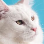 Microchipped pet