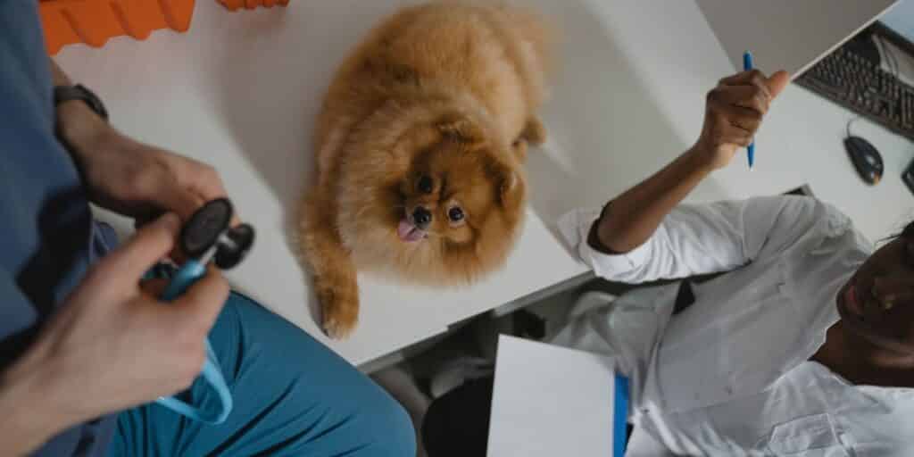 Dog wellness exam