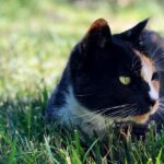 pet Safely Outdoors