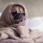 Dog Recovering from Surgery