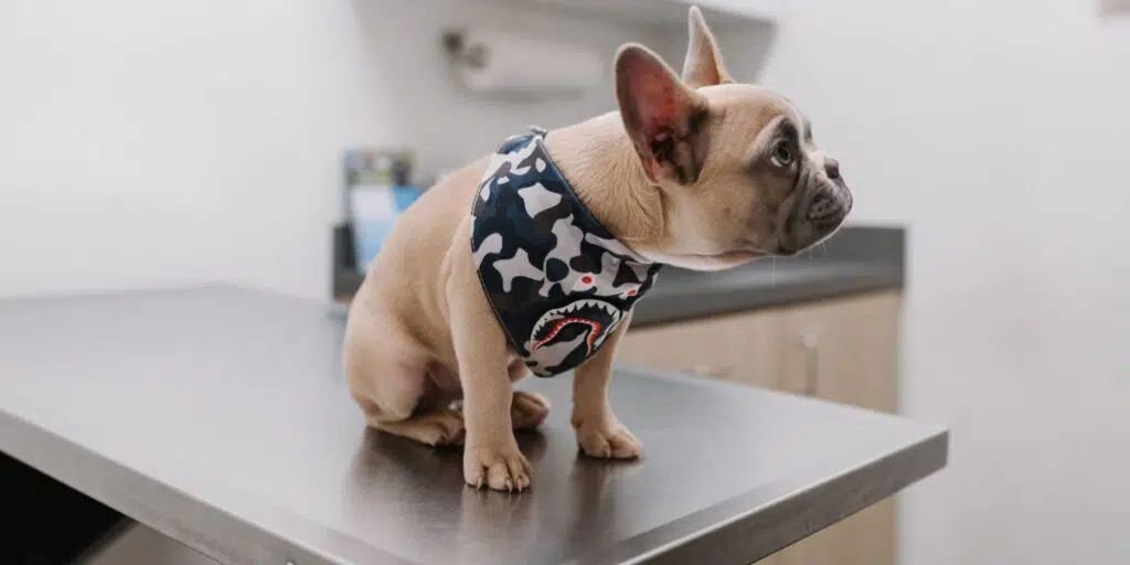 French Bulldog at Urgent Care