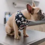 French Bulldog at Urgent Care