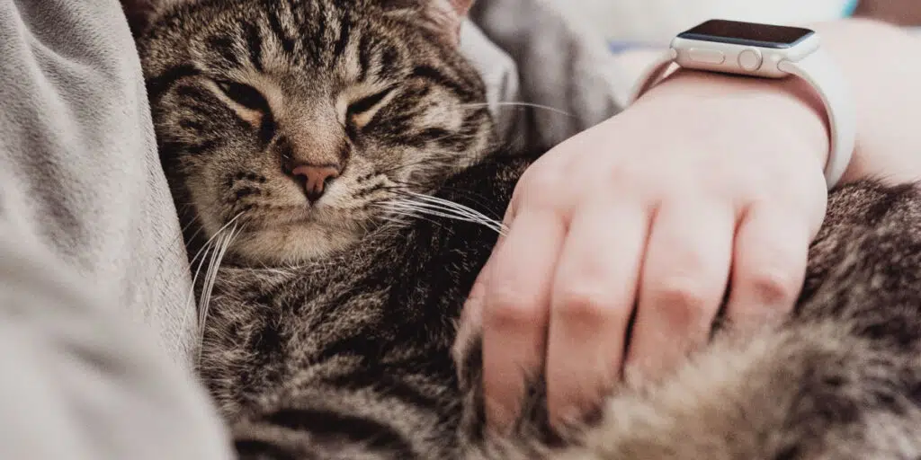 Pet waiting for treatment