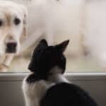 what to do when your pet runs away