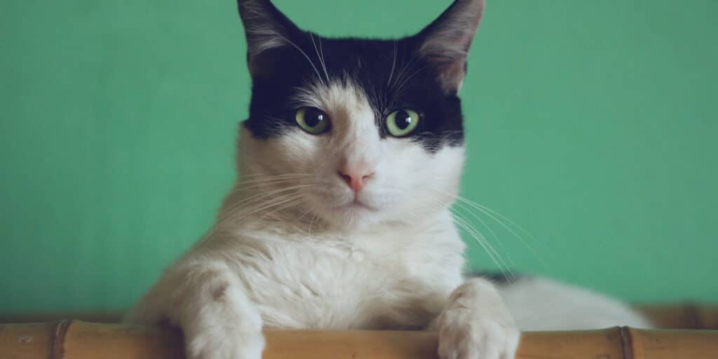 trimming pet nails