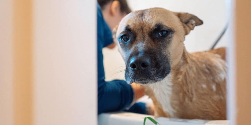 how often to bathe a dog