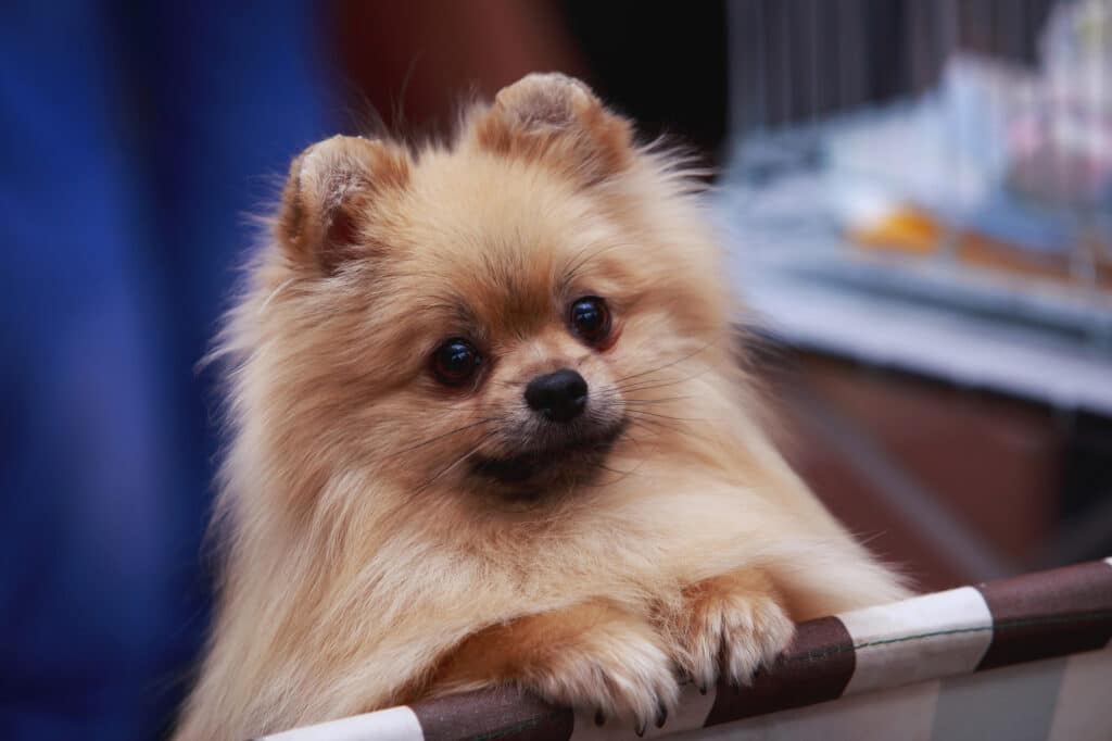 pomeranian-puppy-separation-anxiety