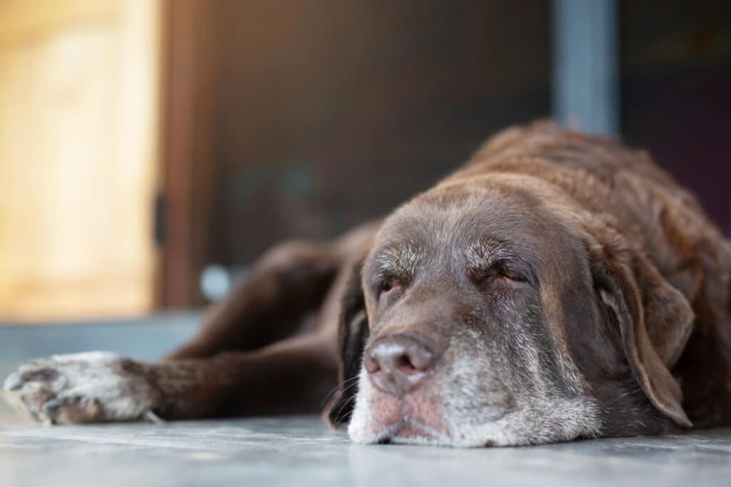 senior-pet