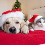 keeping pets safe during holidays