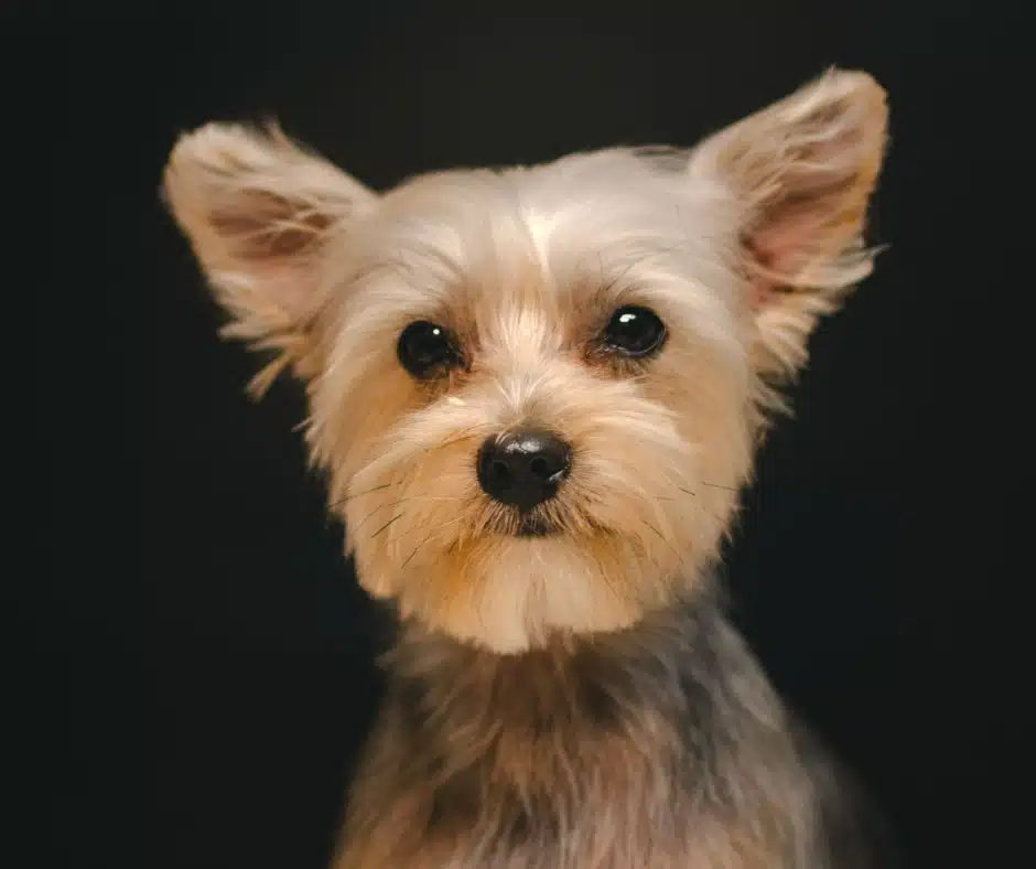 professional dog grooming in Frederick, MD