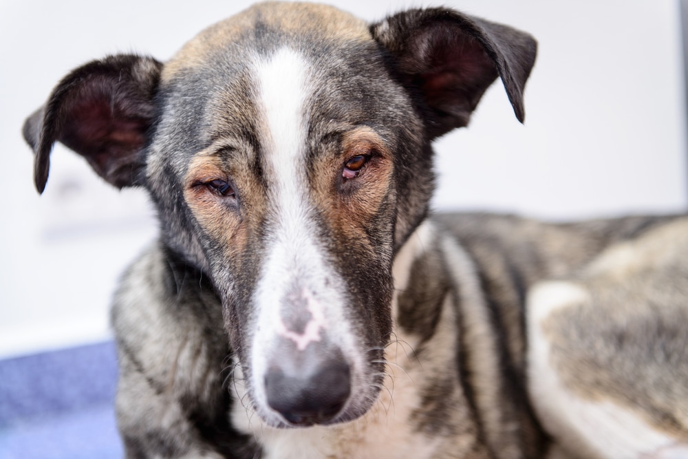 dog-pain-or-discomfort-veterinary-clinic