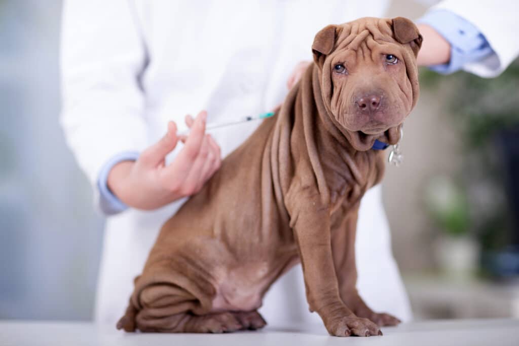 vaccinations-for-pet-health