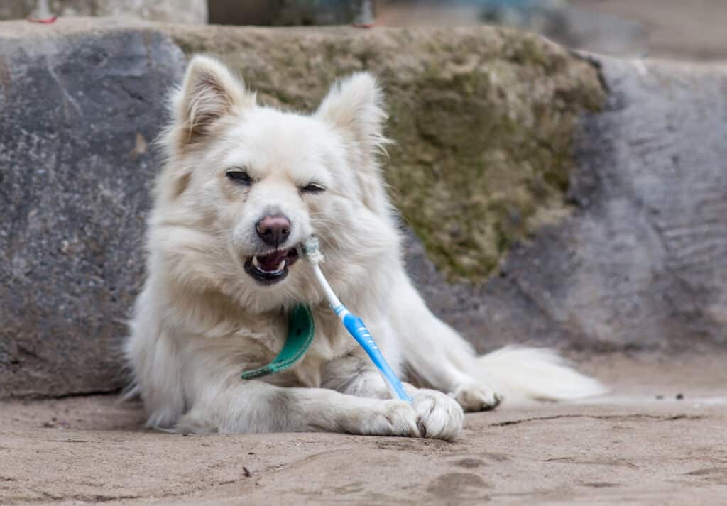 dental-care-for-pets-health