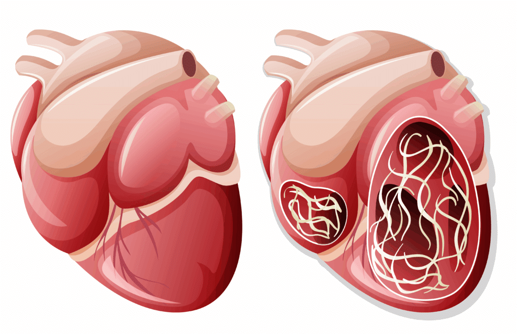 heartworm-disease-preventative