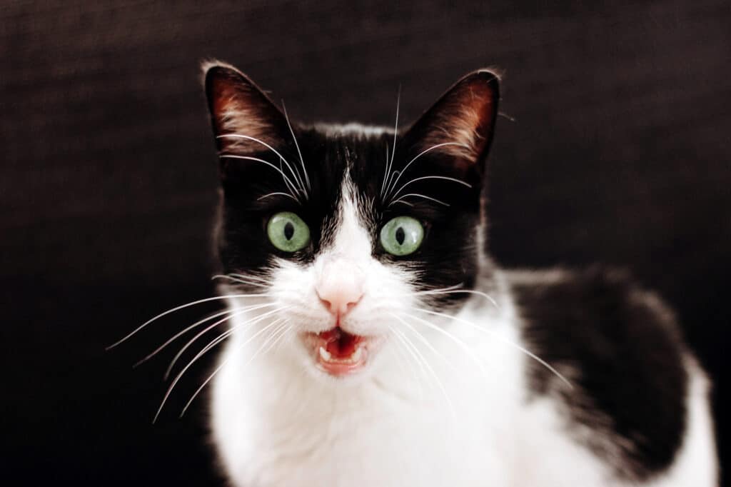 help-your-cat-adjust-to-a-new-home